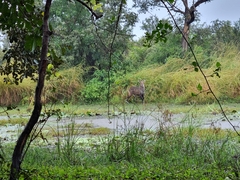 Kobus ellipsiprymnus defassa