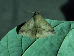 Ericeia inangulata