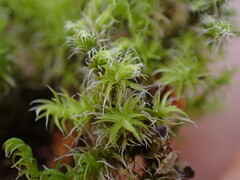 Racomitrium elongatum
