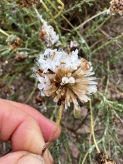 Ursinia