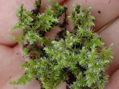 Racomitrium elongatum