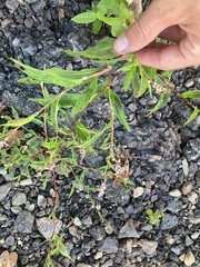 Persicaria pensylvanica