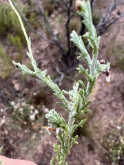 Ursinia
