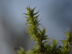 Racomitrium elongatum