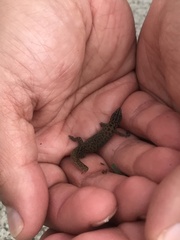 Sphaerodactylus beattyi
