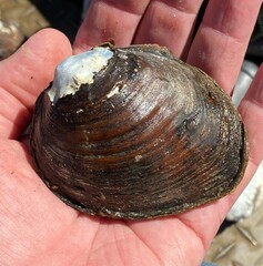 Reginaia ebenus