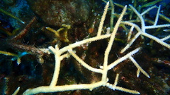 Acropora cervicornis