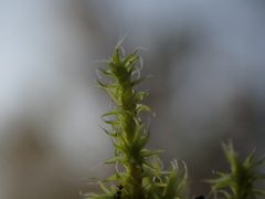 Racomitrium elongatum