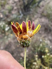 Ursinia