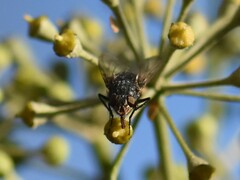 Calliphora vicina