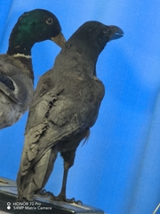 Corvus macrorhynchos