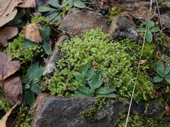 Racomitrium elongatum