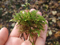 Eurhynchium striatum