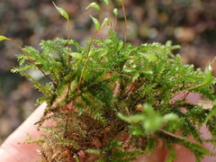 Eurhynchium striatum