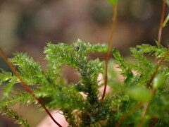 Eurhynchium striatum