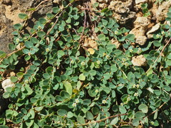 Euphorbia garanbiensis