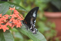 Papilio polymnestor