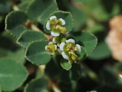 Euphorbia garanbiensis