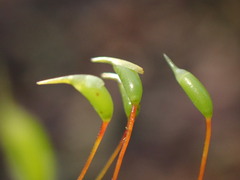 Eurhynchium striatum
