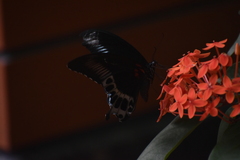 Papilio polymnestor