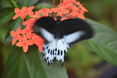 Papilio polymnestor