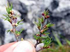 Cliffortia atrata