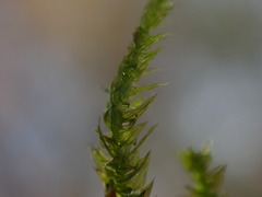 Eurhynchium striatum
