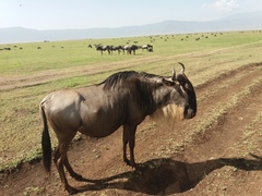 Connochaetes taurinus mearnsi