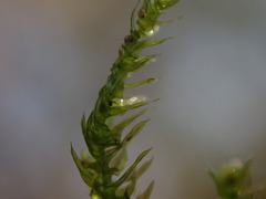 Eurhynchium striatum
