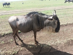 Connochaetes taurinus mearnsi