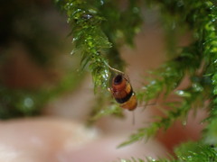 Tachyporus obtusus