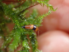 Tachyporus obtusus