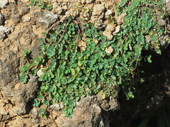 Euphorbia garanbiensis