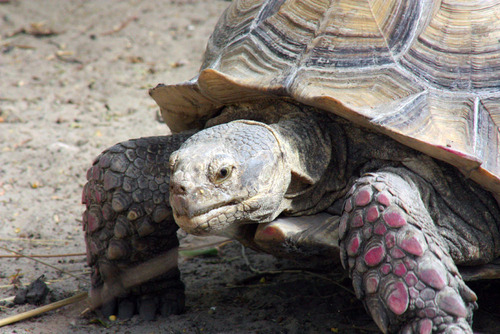 Centrochelys sulcata