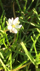 Spergula arvensis