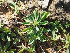 Crepidiastrum lanceolatum