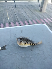 Sphoeroides maculatus