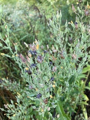 Lactuca canadensis