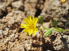 Crepidiastrum lanceolatum