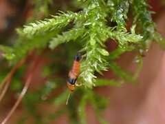 Tachyporus obtusus