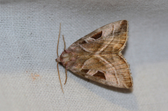 Eucarta virgo