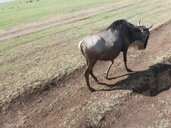 Connochaetes taurinus mearnsi