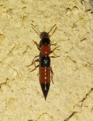 Paederus littoralis