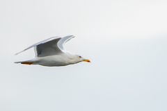 Larus michahellis michahellis