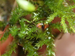 Tachyporus obtusus