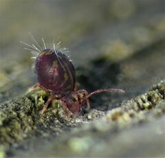 Dicyrtomina