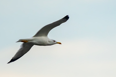 Larus michahellis michahellis