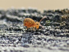 Dicyrtomina