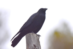 Corvus corone orientalis
