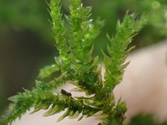Eurhynchium striatum
